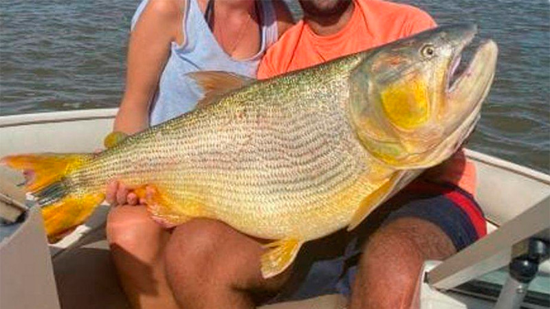 Pescaron un dorado de 22 kilos en el río Paraná